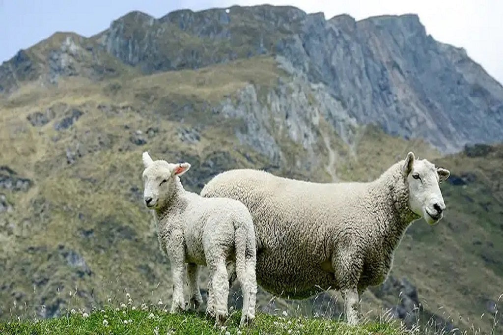 Why Wool? Two sheep standing on a grassy hill with mountains in the background